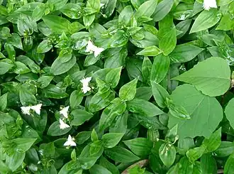 Description de l'image Tradescantia fluminensis1.jpg.