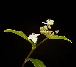 Boutons et fleurs
