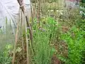 Plants dans un jardin potager.