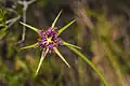 Capitule de Tragopogon porrifolius.