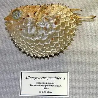 Description de l'image Tragulichthys jaculiferus (Cuvier, 1818).jpg.