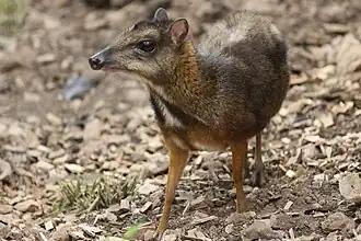 Tragulus javanicus