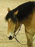 Tête d'un mâle au Grand Prix de Paris du Cheval de Trait 2009, organisé pendant le Salon du cheval de Paris, en France.