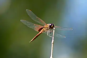 Description de l'image Tramea insularis 77196467.jpg.