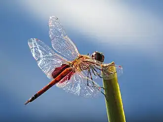 Tramea loewii mâle
