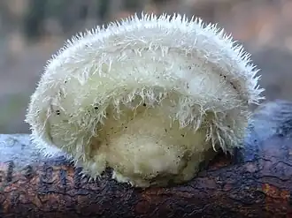 Description de l'image Trametes hirsuta G3.jpg.