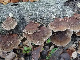 Description de l'image Trametes ochracea G3.1.jpg.