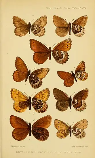 Description de l'image TransEntSocLond1899PlateXIV.jpg.
