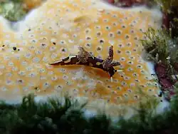 Trapania sp. 1