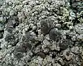 Trapeliopsis wallrothii