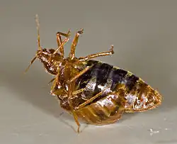 Copulation traumatique chez la punaise des lits, Cimex lectularius, Cimicidae