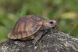 Description de l'image Travancore Tortoise (Indotestudo travancorica) by Sandeep Das.jpg.