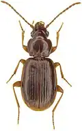Trechus apicalis.