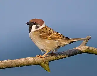 Moineau Friquet.