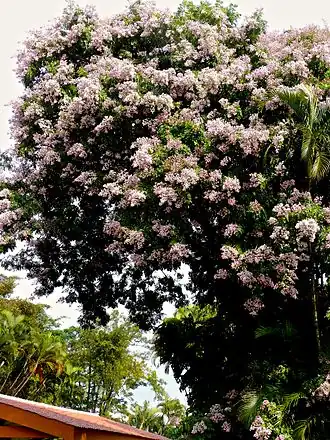Description de l'image Tree Picture of Andira Inermis.jpg.