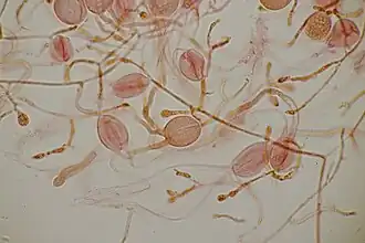 Hypobasides.
