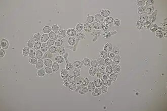 Spores.