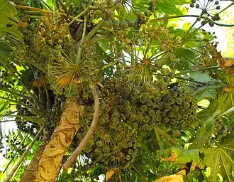 Trevesia palmata, au Jardin botanique de San Diego, en Californie, aux USA.