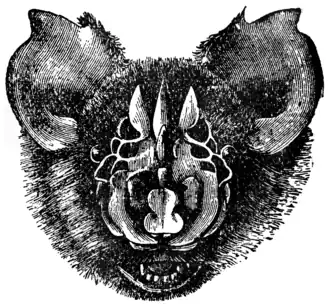 Description de l'image Triaenops persicus.png.