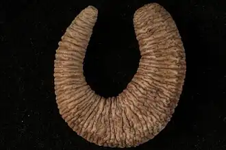 Triasemperia stola