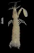 Triasquilla profunda