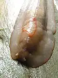 Un individu beige avec un corps très large et un "triangle" orange pâle au bord de pied. Ses tentacules sont  partiellement rétractés.