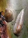 Deux exemplaires, dont un entièrement contracté, avec le pneumostome fermé.