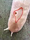 Gros plan d'un individu rose pâle avec le pneumostome ouvert et un corps étroit, tentacules entièrement étendus.