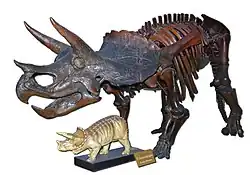 Triceratops, Musée d'histoire naturelle de Londres.
