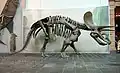 Vue latérale d'un squelette de tricératops.