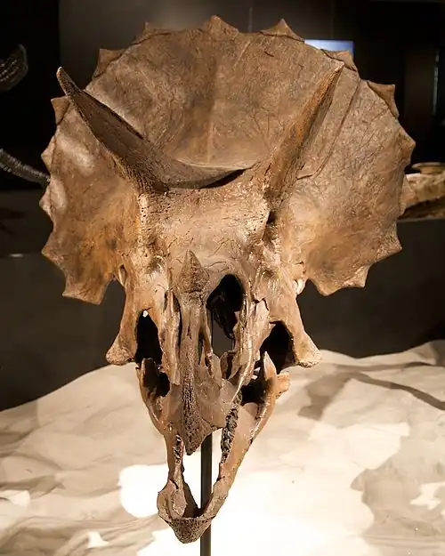 Crâne d'un Triceratops au Houston Museum of Natural Science.