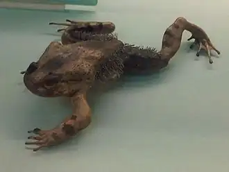 Description de l'image Trichobatrachus robustus 1.jpg.