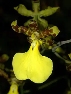Fleur