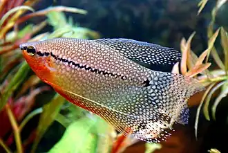 Trichopodus leerii