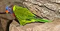T. h. deplanchii