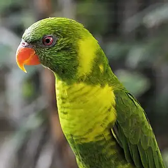 Loriquet de Weber (Trichoglossus weberi).