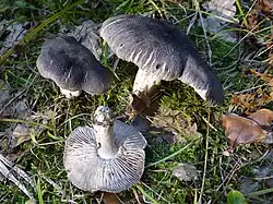  Photographie de deux champignons au chapeau gris à écailles noires denses et d'un retourné aux lames et pied blancs
