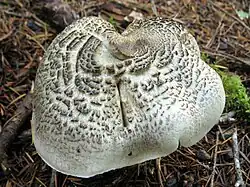 Tricholoma pardinum vu de dessus. Les écailles qui le caractérisent sont bien visibles.