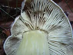  Photographie en vue rapprochée de la face inférieure du chapeau montrant les lames blanches, épaisses et échancrées et lepied blanc nettement jaunissant