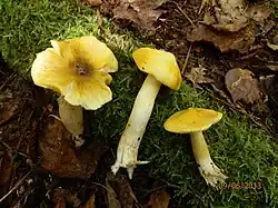 Maine (USA)
