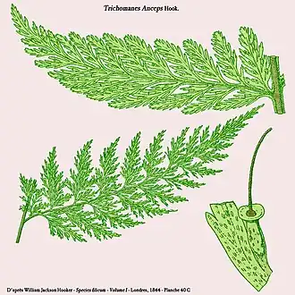 Trichomanes anceps