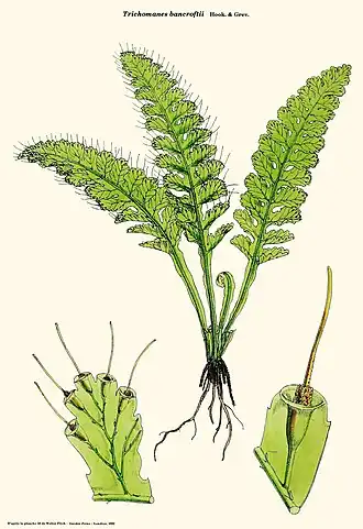 Trichomanes arbuscula Desv.