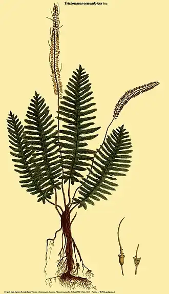 Trichomanes osmundoides Poir.
