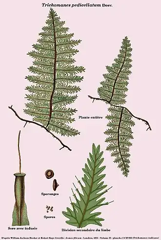 Trichomanes pedicellatum Desv.