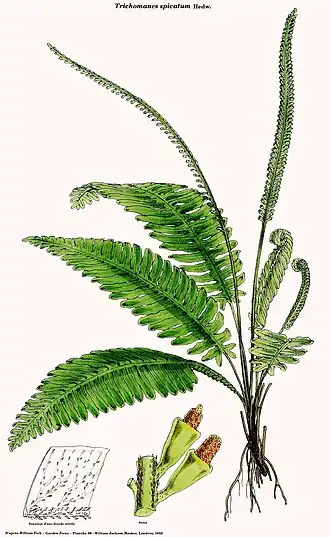 Trichomanes spicatum Hedw. ex Hook.
