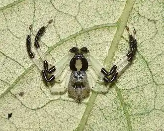 Description de l'image Trichopagis manicata 252950704.jpg.