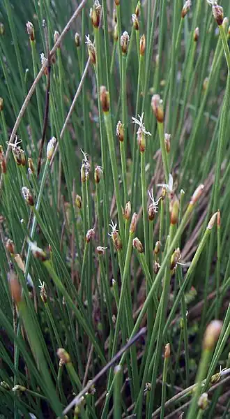 Description de l'image Trichophorum.jpg.