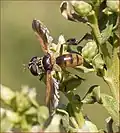 Trichopoda subdivisa, Californie (États-Unis).