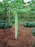 Trichosanthes Cucumerina