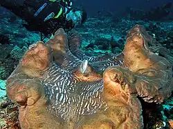 Tridacna gigas.